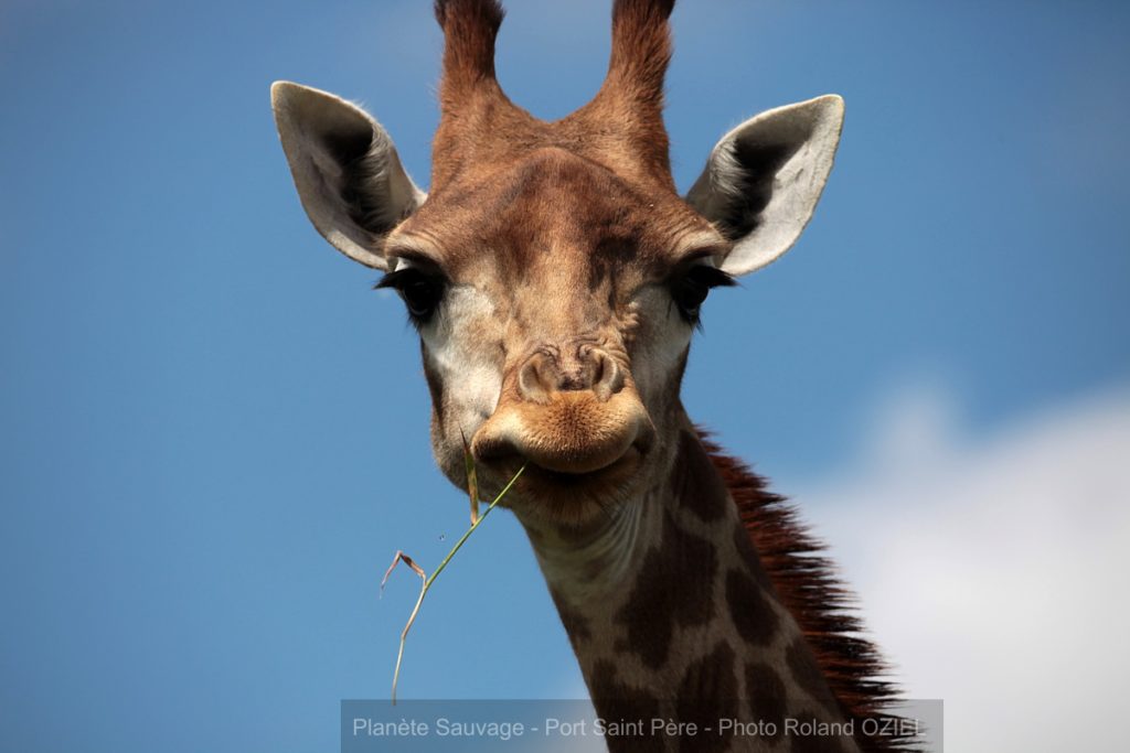 animaux de planète sauvage